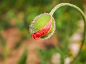 小花苞渐渐胀大微 n：等待绽放的美丽