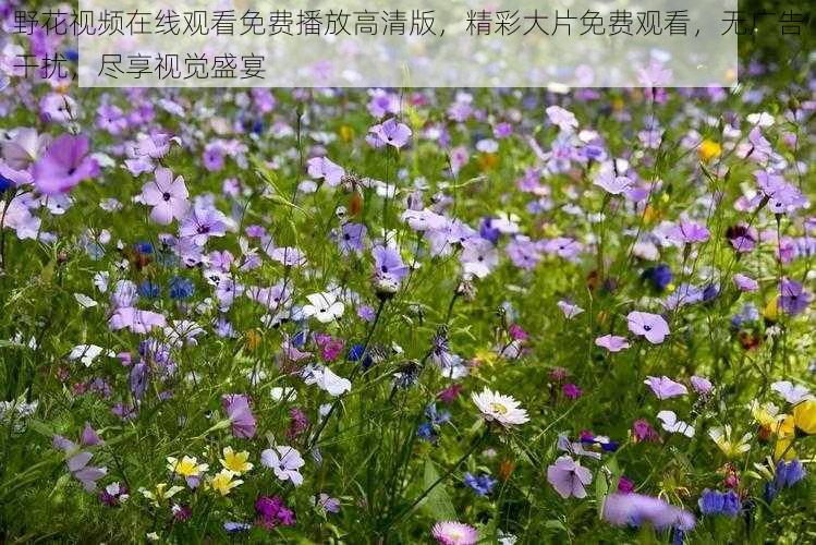 野花视频在线观看免费播放高清版，精彩大片免费观看，无广告干扰，尽享视觉盛宴