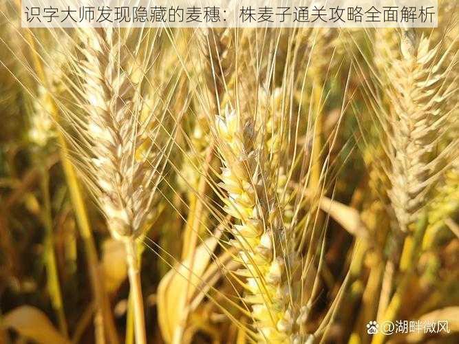 识字大师发现隐藏的麦穗：株麦子通关攻略全面解析